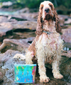 Trail Pack – Travel Dog Grooming Kit with Shampoo & Conditioner | UWDOGS