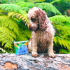 Trail Pack – Travel Dog Grooming Kit with Shampoo & Conditioner | UWDOGS