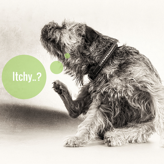 Itchy Skin Dog Gift Pack | Natural Dog Skin Relief