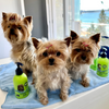Spa-Day Gift Cards for Dogs | Underwater Dogs Grooming Gift Vouchers