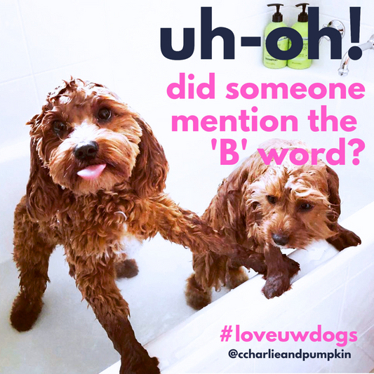Everyday Dog Shampoo – Moisturising & Gentle for Sensitive Skin | UWDOGS