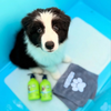 Spa-Day Gift Cards for Dogs | Underwater Dogs Grooming Gift Vouchers