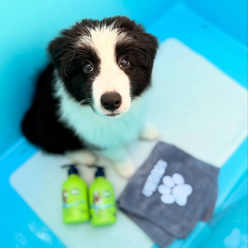Spa-Day Gift Cards for Dogs | Underwater Dogs Grooming Gift Vouchers