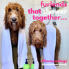 Everyday Dog Shampoo & Conditioner Combo 500ml – Sensitive Skin Care