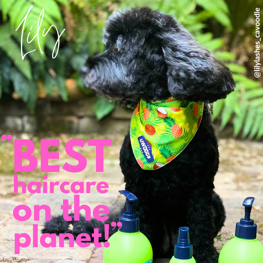 Ultra-Absorbent Microfibre Dog Bath Towel | Australian-Made Pet Drying Towel