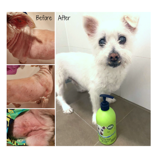 Sensitive Dog Shampoo & Conditioner Combo | Lemon Myrtle “Itchy-Skin” Care | UWDOGS Australia