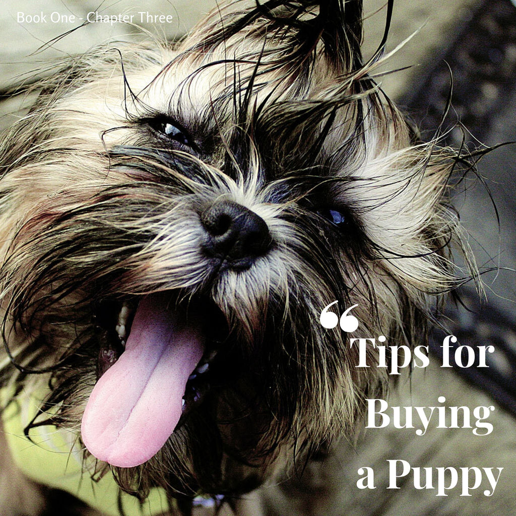 Chapter 3. Tips for buying a puppy