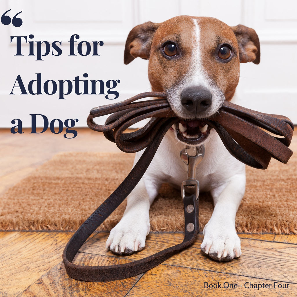 Chapter 4. Tips for adopting a dog