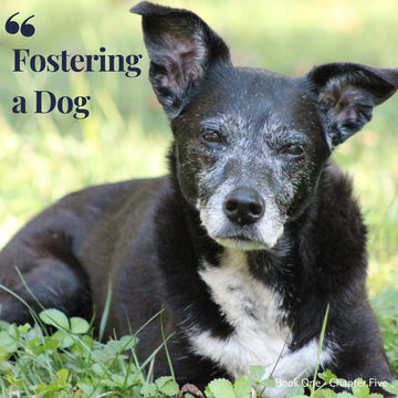 Chapter 5. Fostering a dog