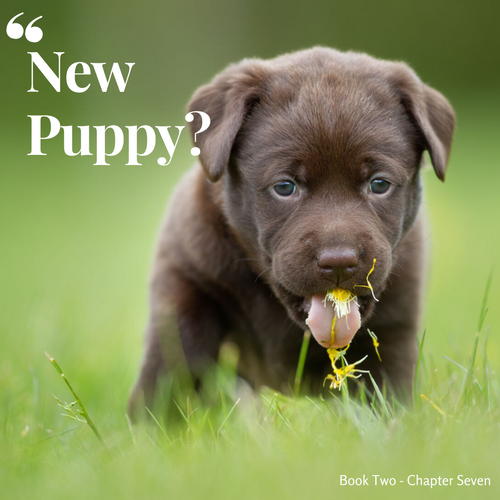 Chapter 7. New Puppy?
