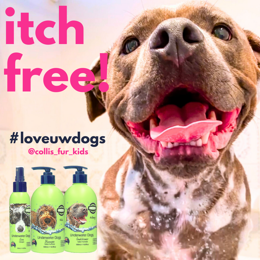 Can i use regular 2024 conditioner on my dog