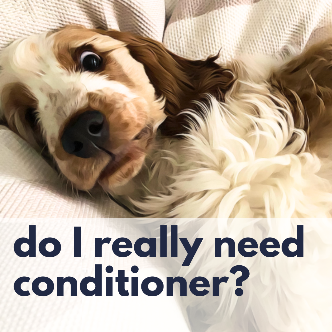 Should you really Condition your Dog? – UWDOGS