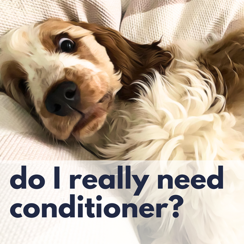 Should you really Condition your Dog?
