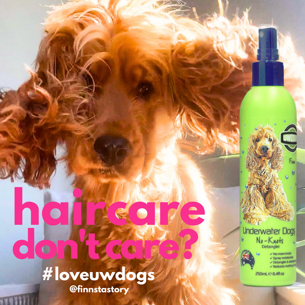 Best dog hair detangler spray hot sale