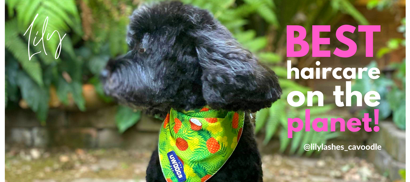 Buy The Best Australian Made Dog Shampoo Online Underwater Dogs