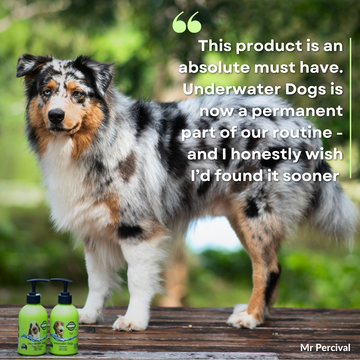 Doggo Feature - Mr Percival
