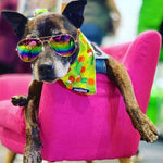pina colada cooling dog bandana