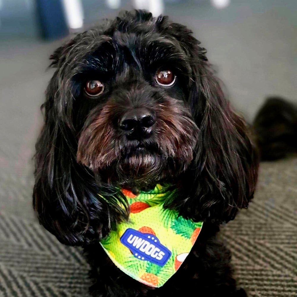 pina colada cooling dog bandana