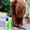 gloss dog deodoriser & spray shine